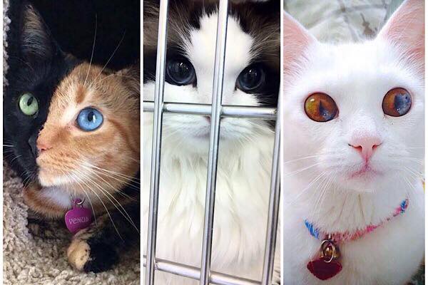 zdroj: boredpanda.com