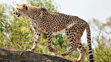 Zdroj: wonderslist.com