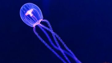 Zdroj: wonderslist.com