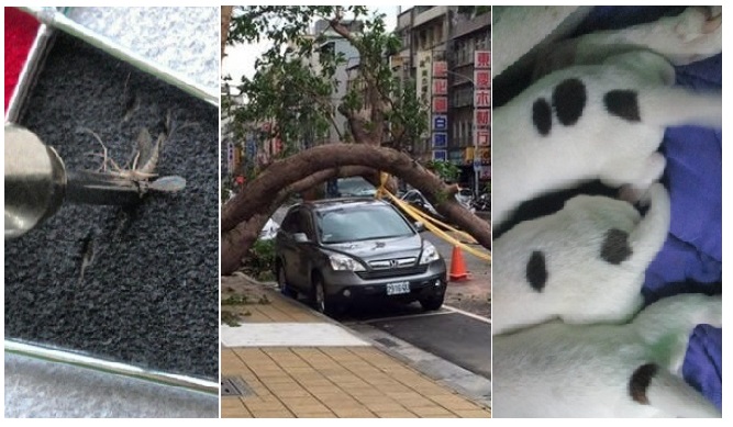 Zdroj : brightside.me