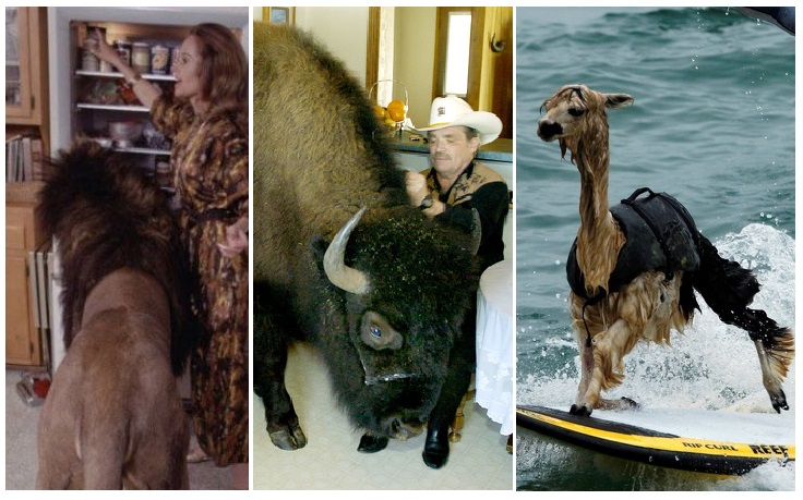 Zdroj : brightside.me