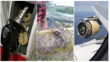 Zdroj : brightside.me