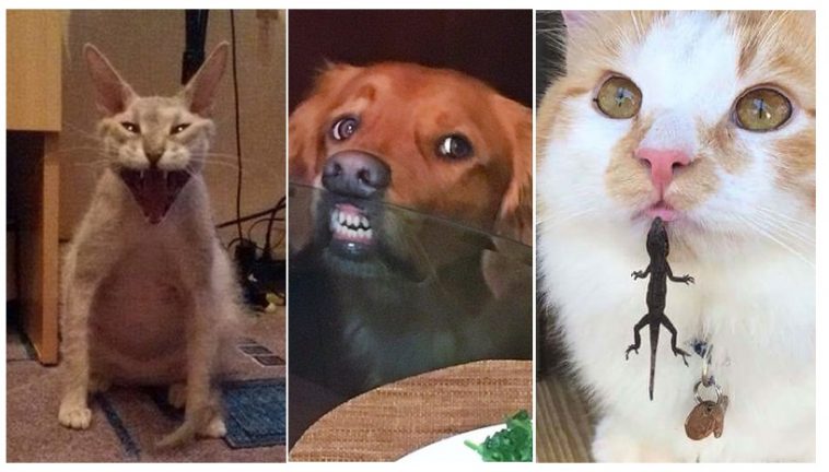 Zdroj : brightside.me