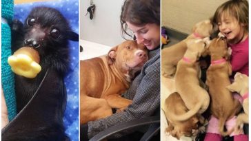 Zdroj : brightside.me