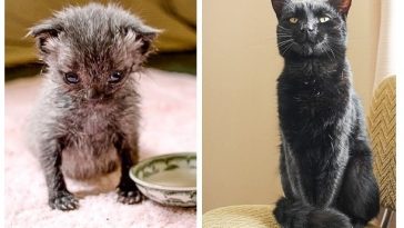 Zdroj : brightside.me