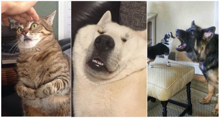 Zdroj : brightside.me