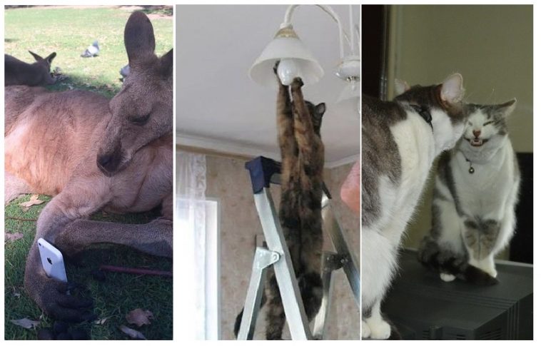 Zdroj : brightside.me