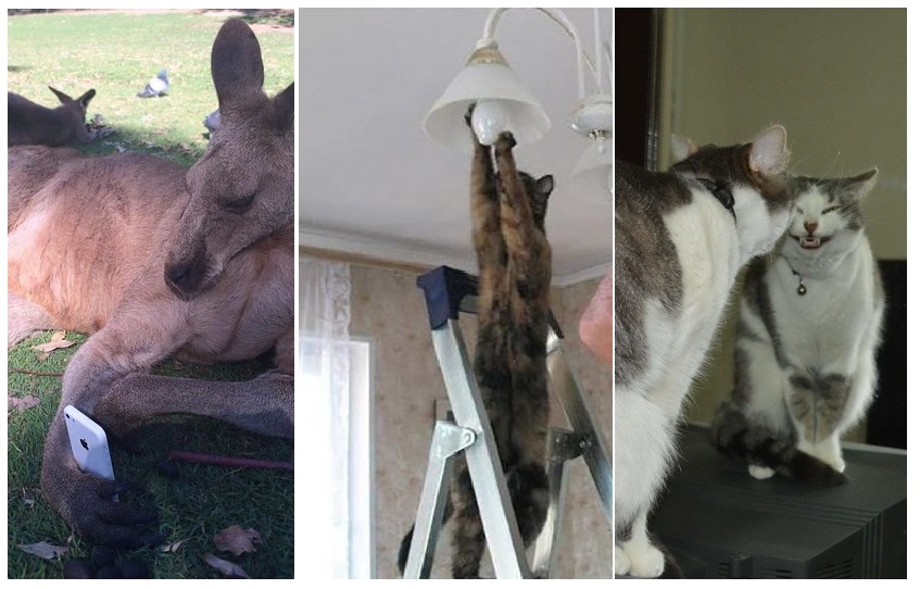 Zdroj : brightside.me