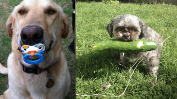 Zdroj: brightside.me