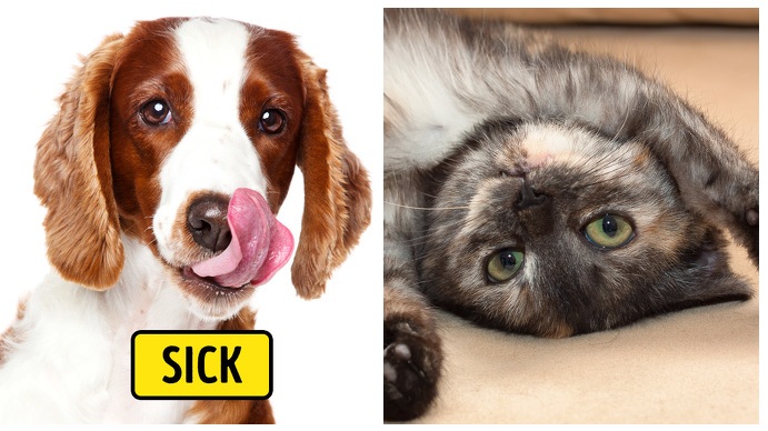 Zdroj : brightside.me