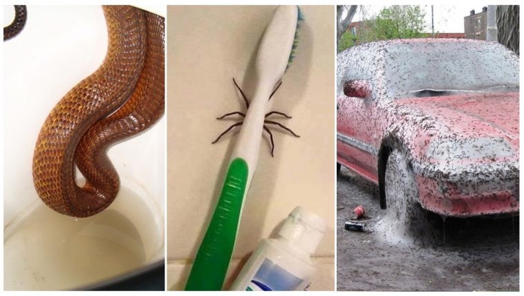 Zdroj : brightside.me