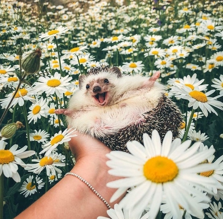 Zdroj : brightside.me