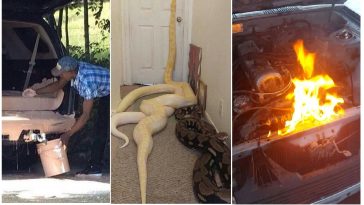 Zdroj : brightside.me