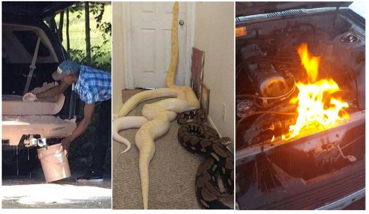 Zdroj : brightside.me