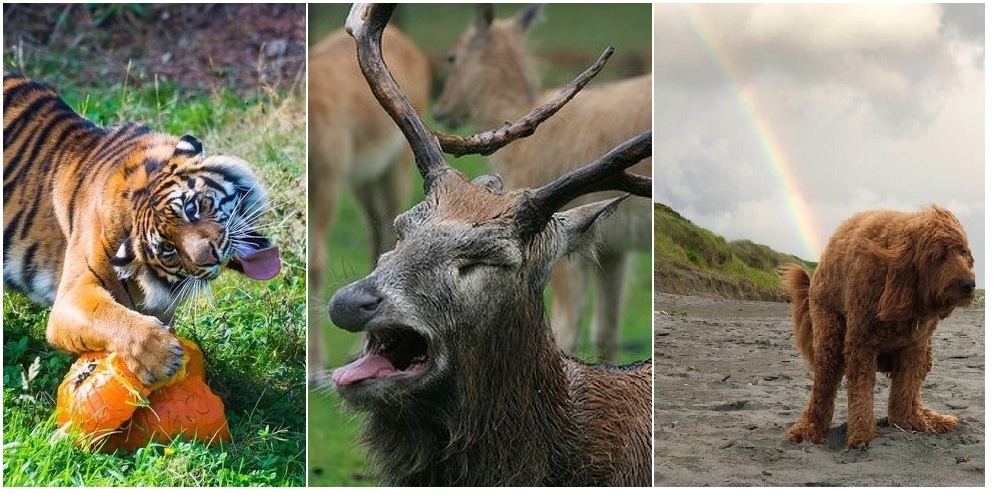 Zdroj : brightside.me