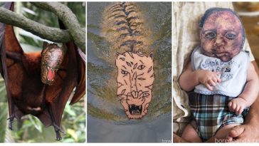 Zdroj: boredpanda.com