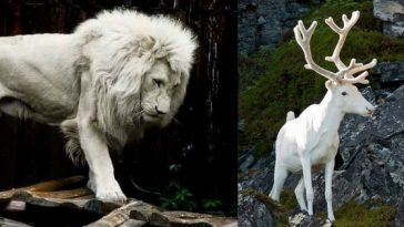 facebook.com/Sadcasm