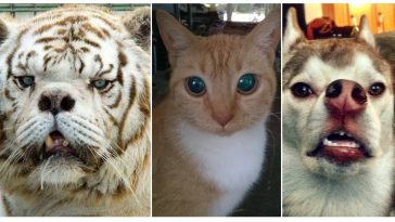 Zdroj : brightside.me