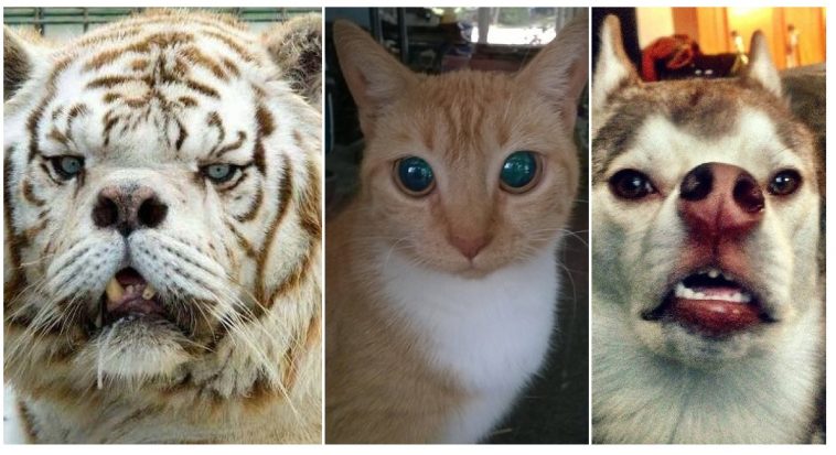 Zdroj : brightside.me