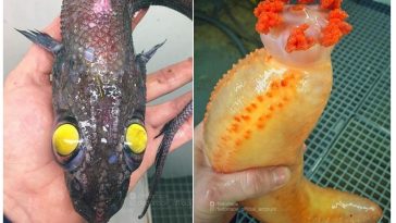 Zdroj : brightside.me