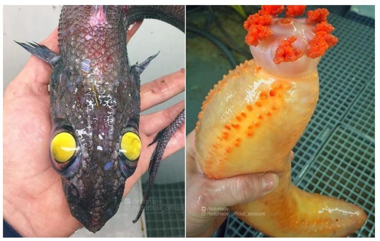 Zdroj : brightside.me