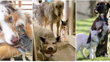 Zdroj : brightside.me