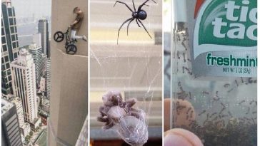 Zdroj : brightside.me