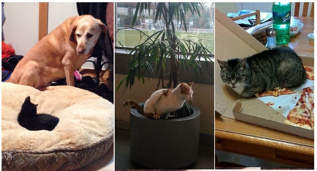 Zdroj : brightside.me