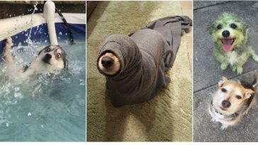 Zdroj : boredpanda.com