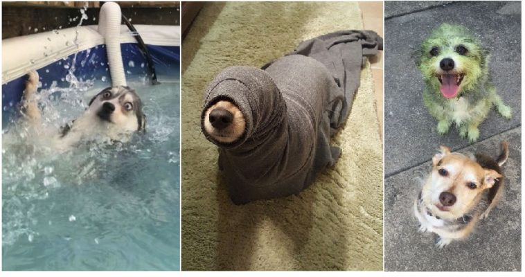 Zdroj : boredpanda.com