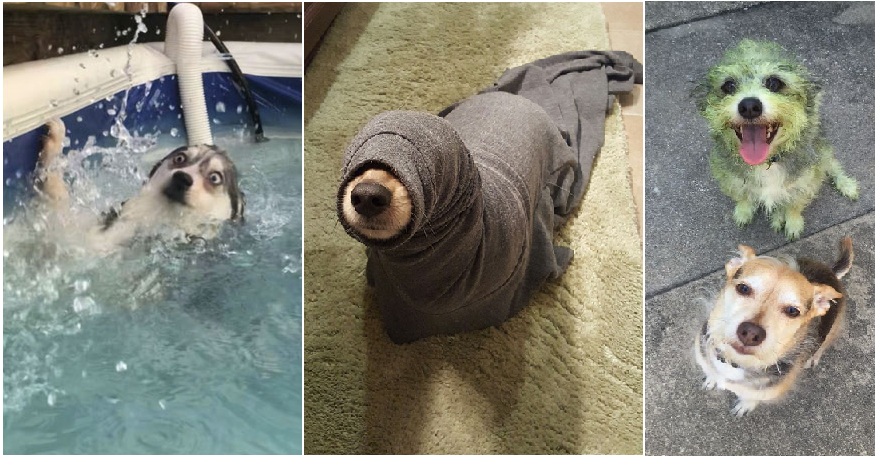 Zdroj : boredpanda.com