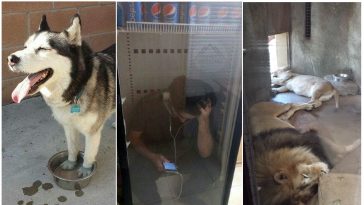 Zdroj : brightside.me