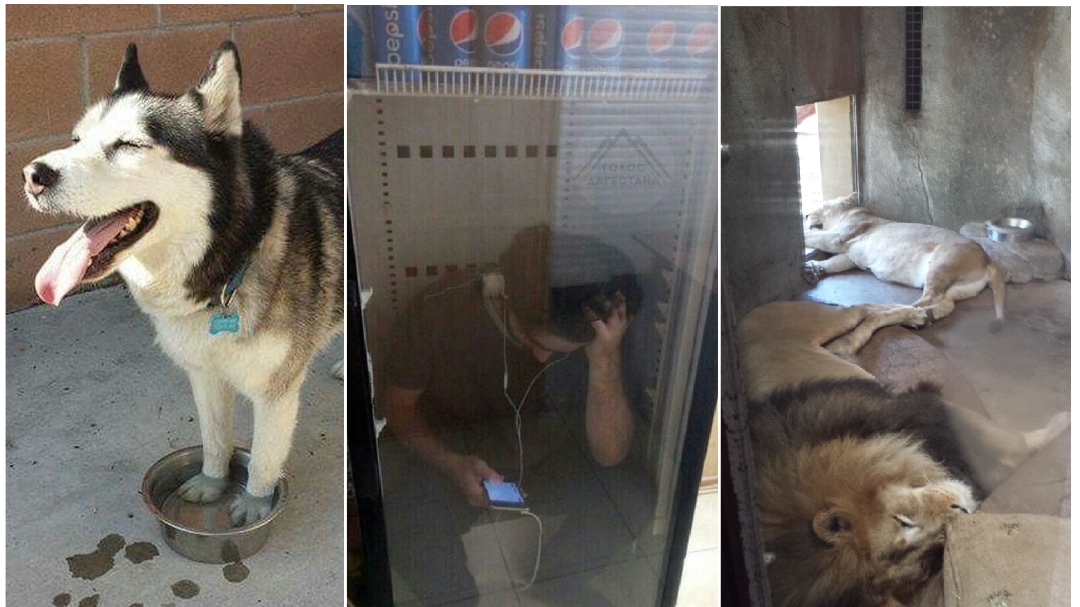 Zdroj : brightside.me