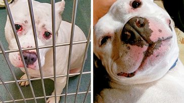 Zdroj : brightside.me