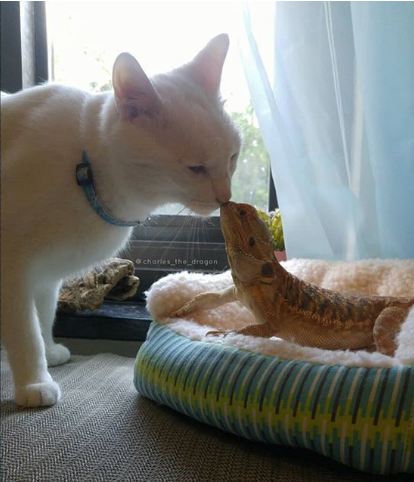 Zdroj : brightside.me