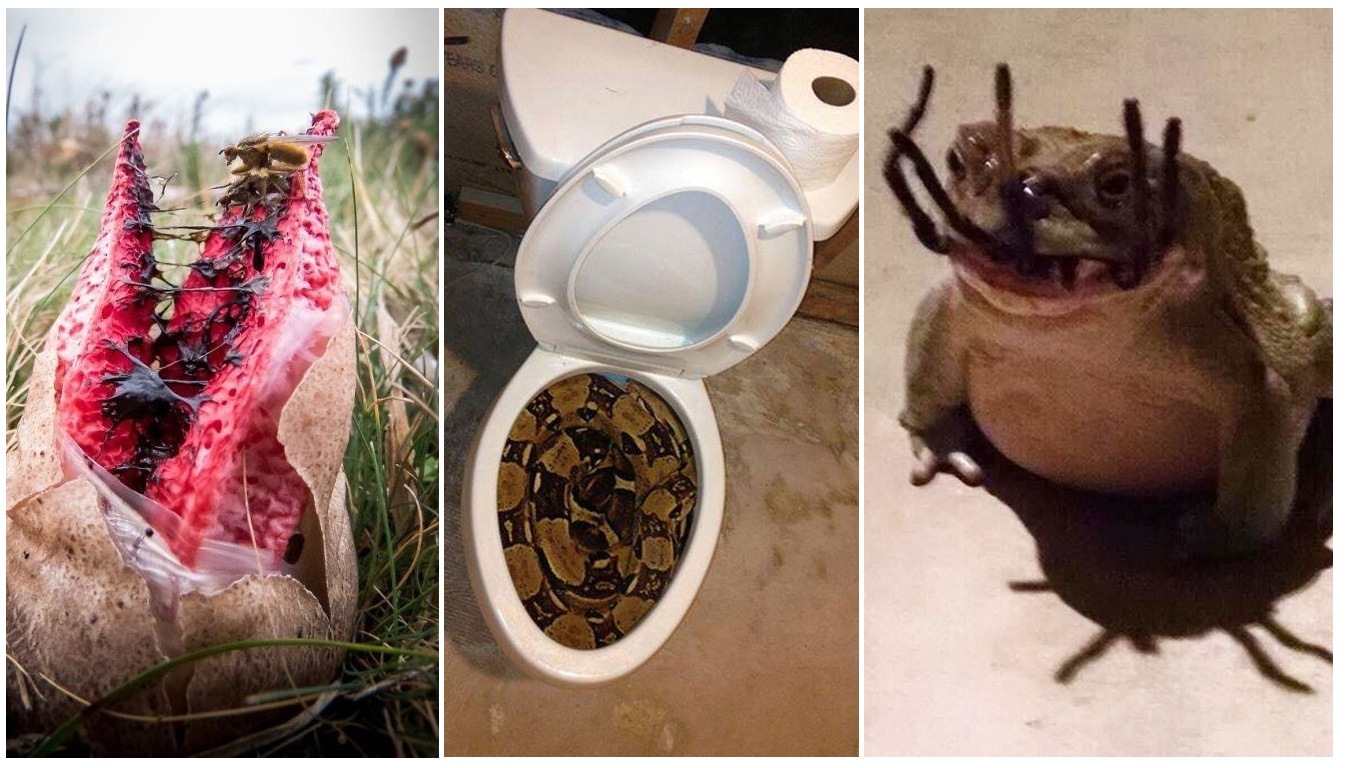 Zdroj: boredpanda.com