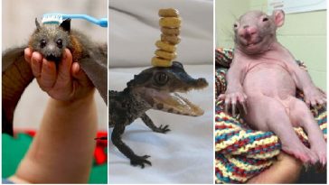 Zdroj : brightside.me