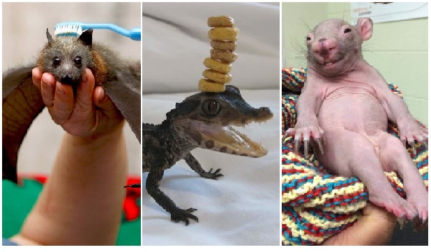 Zdroj : brightside.me