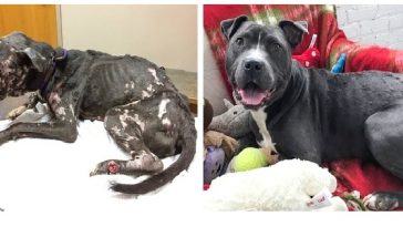 Zdroj : brightside.me