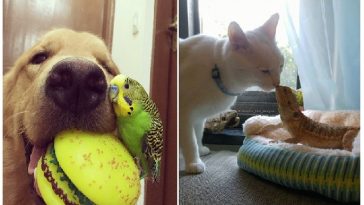 Zdroj : brightside.me