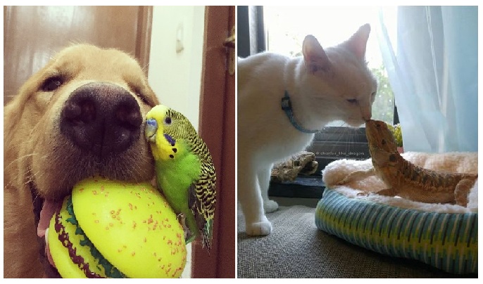 Zdroj : brightside.me