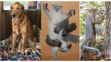 Zdroj : brightside.me