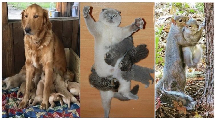 Zdroj : brightside.me