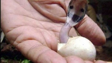 facebook.com/frensofbn