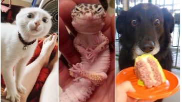 Zdroj : brightside.me