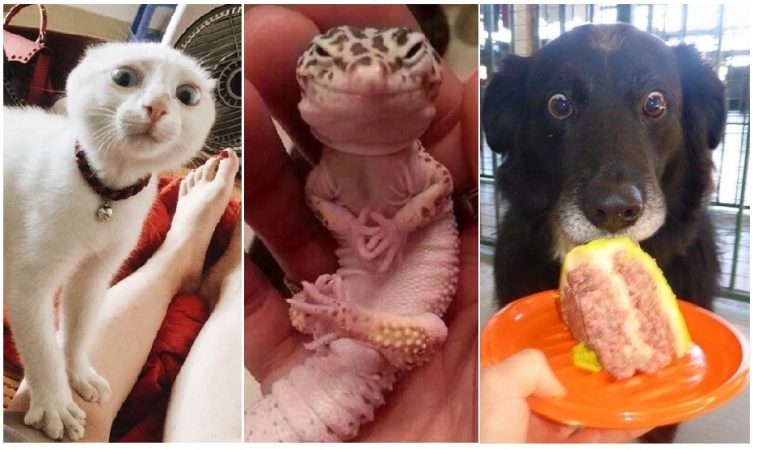 Zdroj : brightside.me