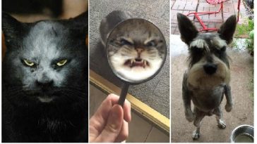 Zdroj : brightside.me