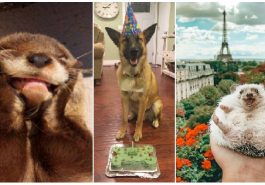 Zdroj : brightside.me