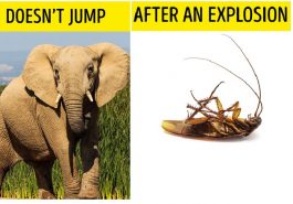 Zdroj : brightside.me