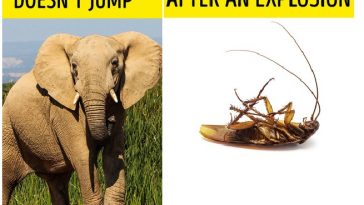 Zdroj : brightside.me